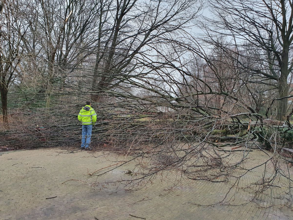 44+ Heks Op Bezem Tegen Boom 44+ Heks Op Bezem Tegen Boom